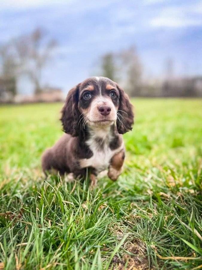 Beans, Miniature Dachshund