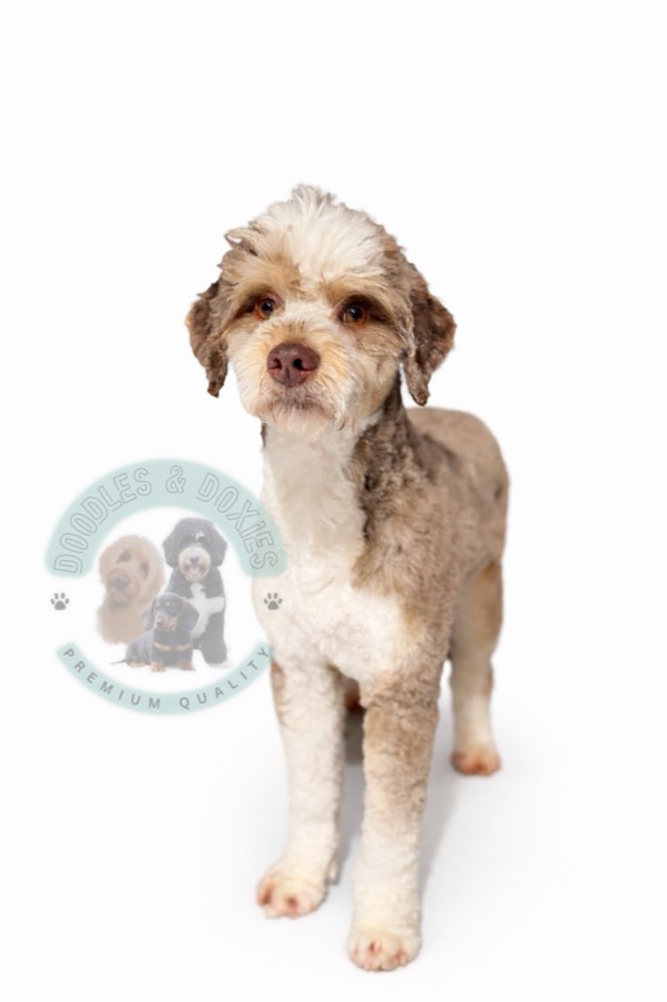 Buck, Petite Miniature F1B Sheepadoodle