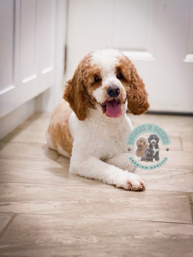 Buster, Miniature F1B Goldendoodle