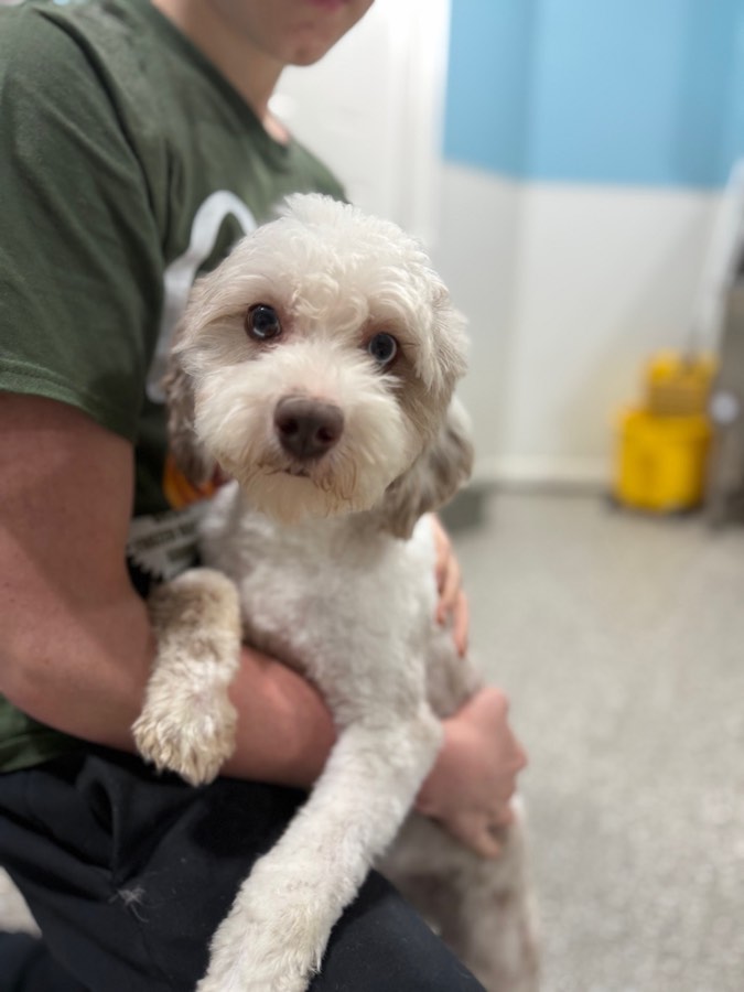 Charlotte, F1b Petite Mini Sheepadoodle