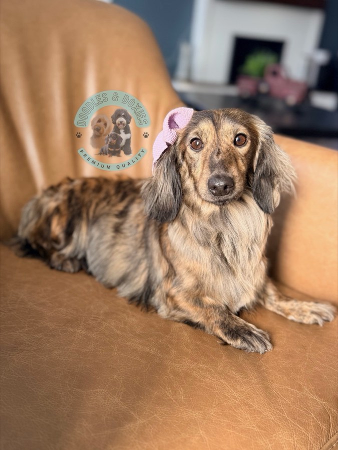 Daphne, Miniature Dachshund