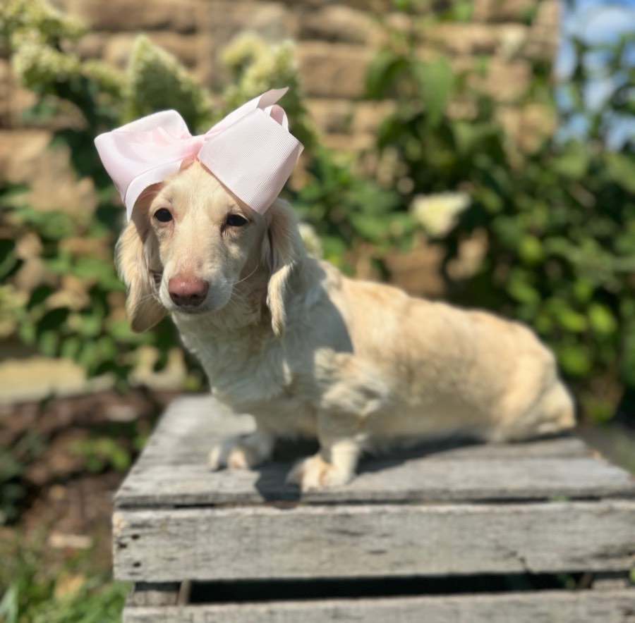 Dollie, Miniature Dachshund