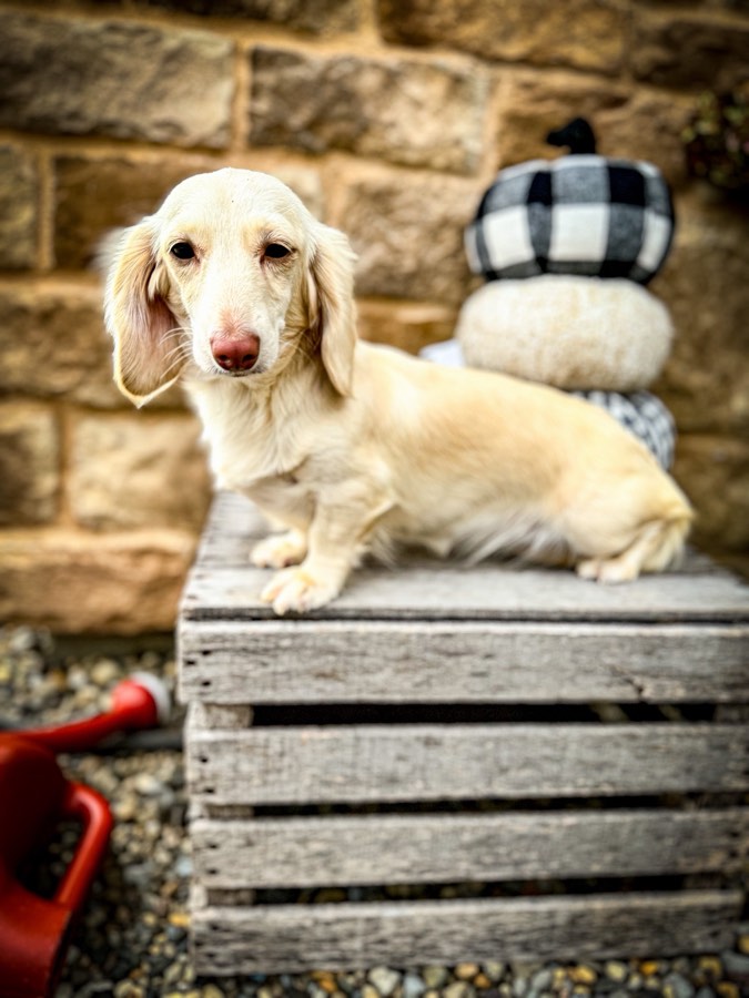 Dolly