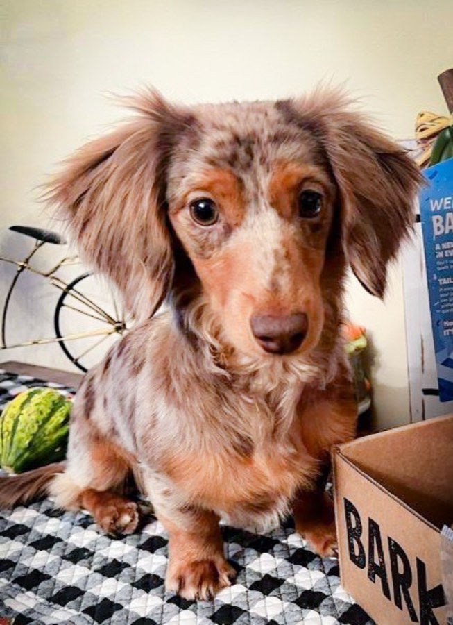 Dottie, Miniature Dachshund