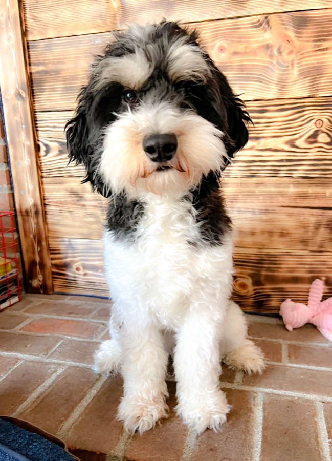 Harley, F1b Goldendoodle