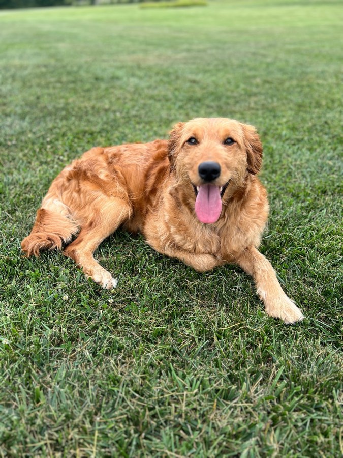 Juniper, F2b Reverse Goldendoodle