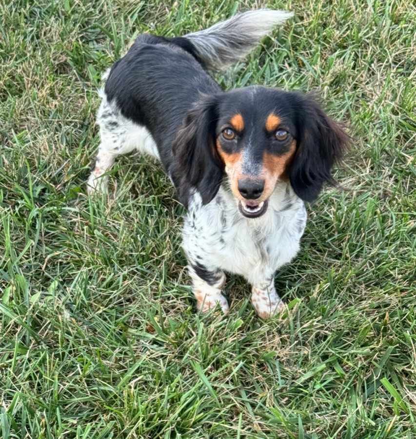 Kit, Mini Dachshund