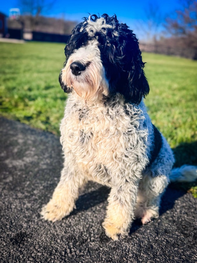 Laney, Multigen Bernedoodle