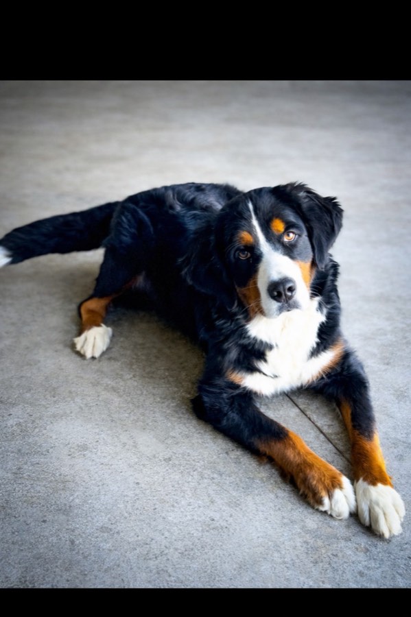 Lizzie, AKC Registered 100% Bernese Mountain Dog
