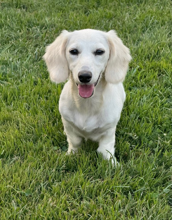 Luna, Miniature Dachshund