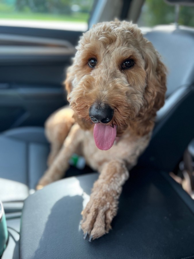 Maddie, F2b Medium Goldendoodle