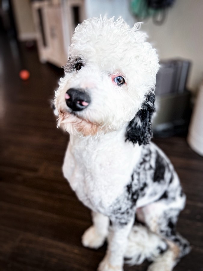 Marshall, Miniature F1b Bernedoodle