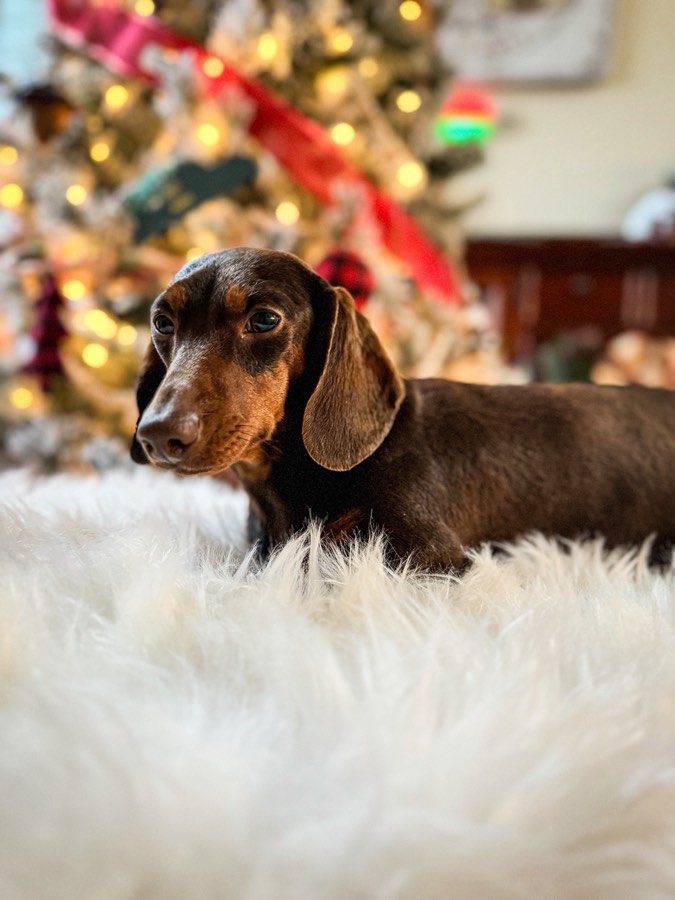 Moxie, Mini Dachshund