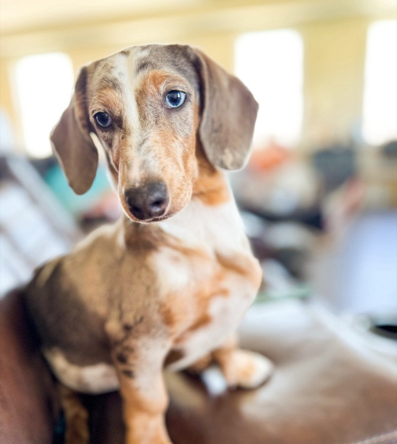 Opal, Mini Dachshund