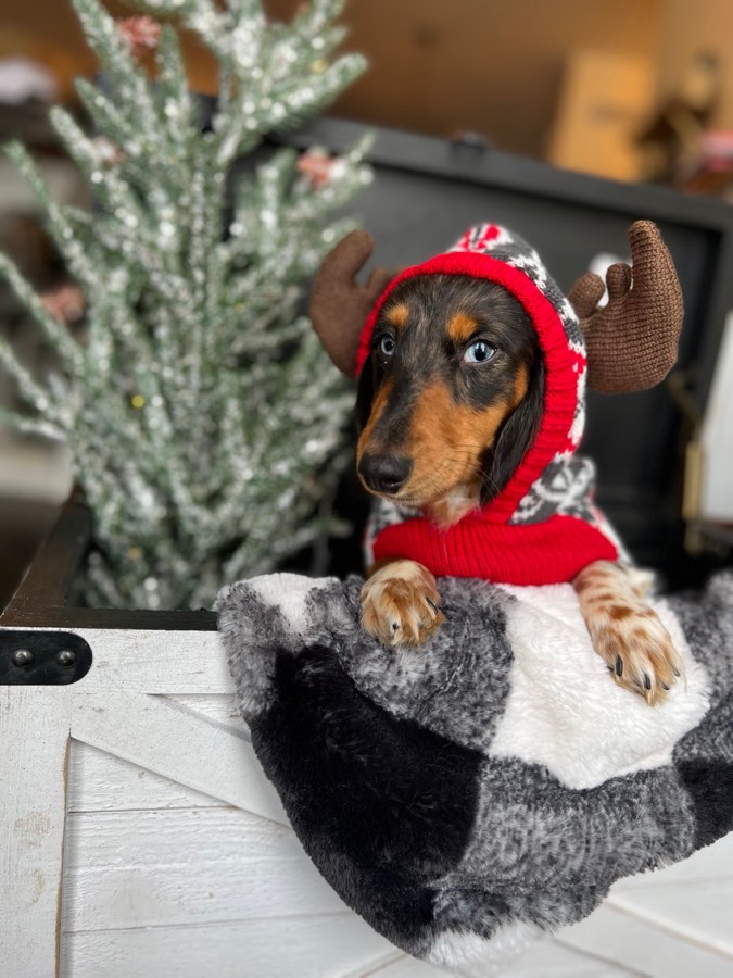 Patches, Mini Dachshund