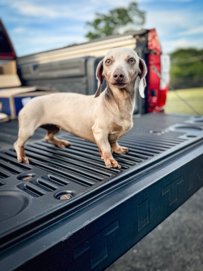 Pearl, Mini Dachshund