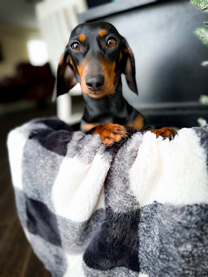 Penny, Mini Dachshund