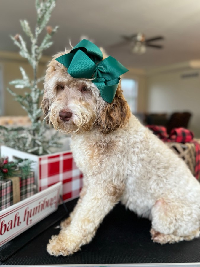 Phoebe, F1bb Mini Bernedoodle