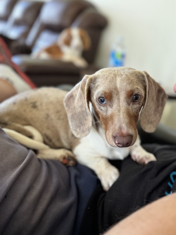 Pickles, Miniature Dachshund