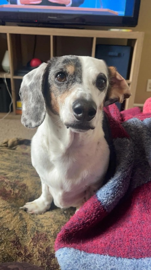 Pippy, Mini Dachshund