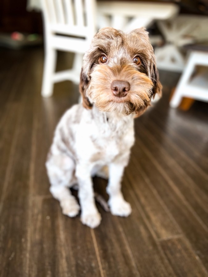 Reese, Mini F1b Goldendoodle