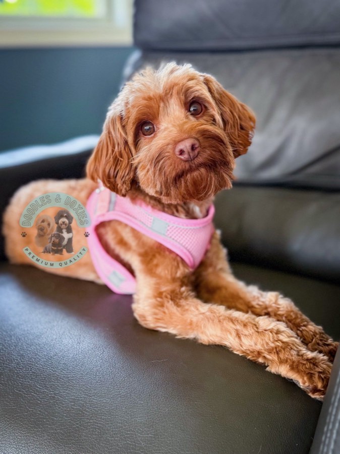 Ruby, F1BB Goldendoodle