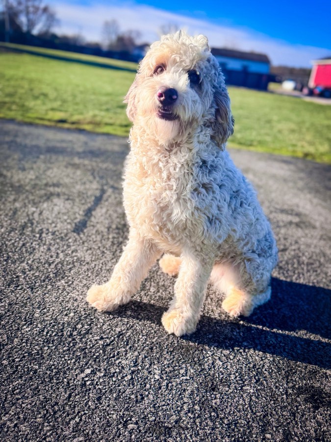 Sarah, Multigen Bernedoodle