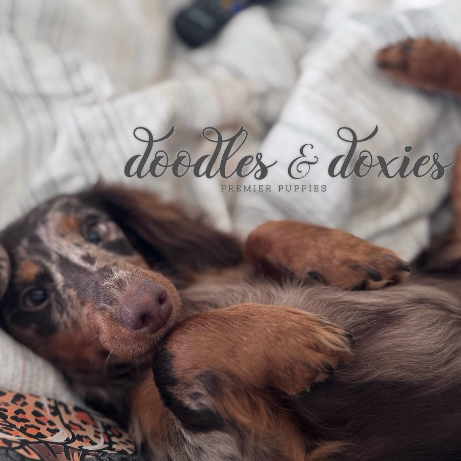 Suki, Mini Dachshund