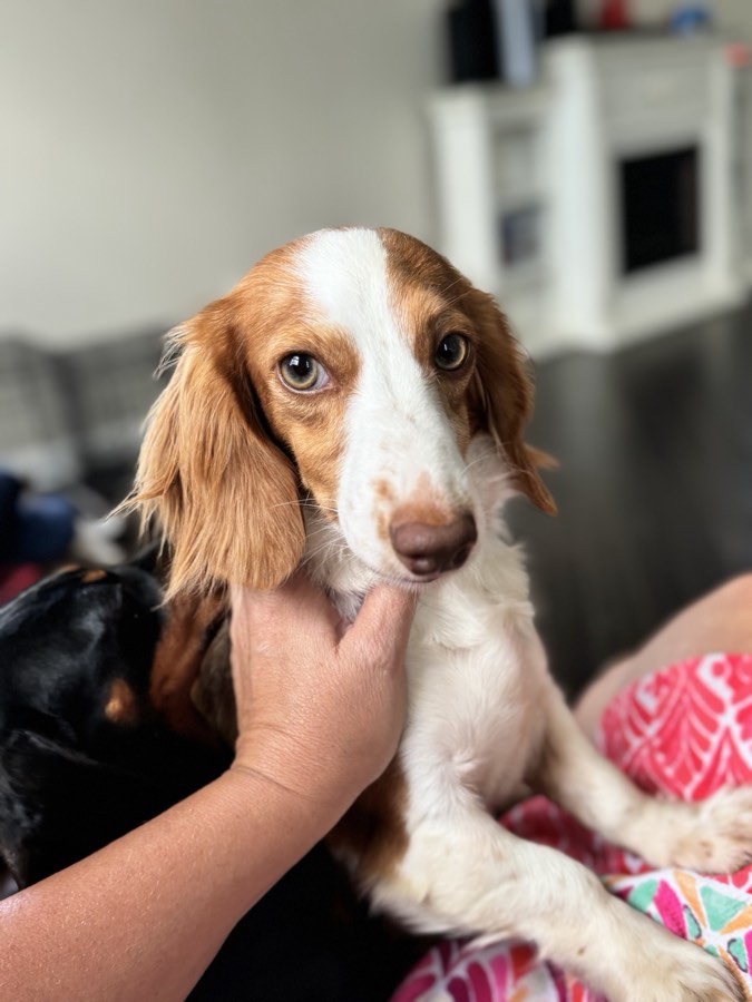 Summer, Mini Dachshund