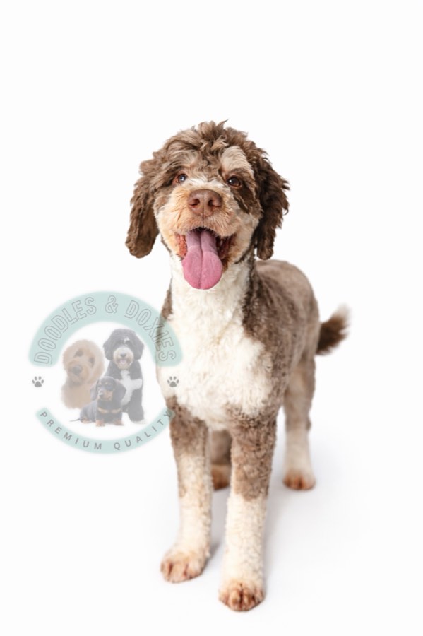 Sir Walter "Wally", Miniature F1B Bernedoodle