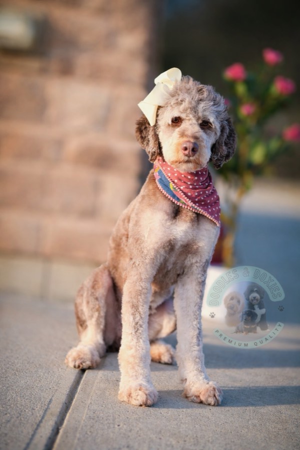 Willow, F1B Mini Bernedoodle
