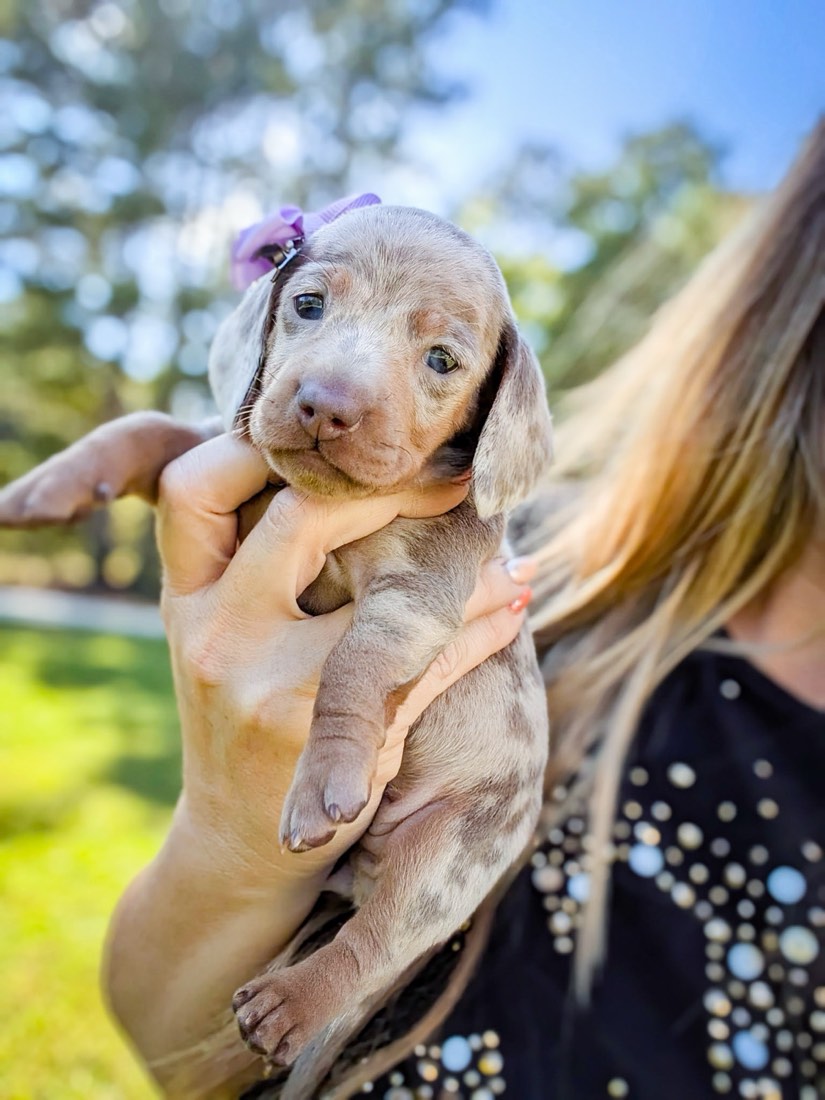 Caramel Apple, Mini Dachshunds