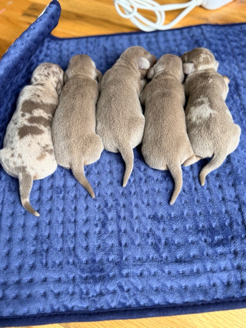 Pearl + Pickles litter