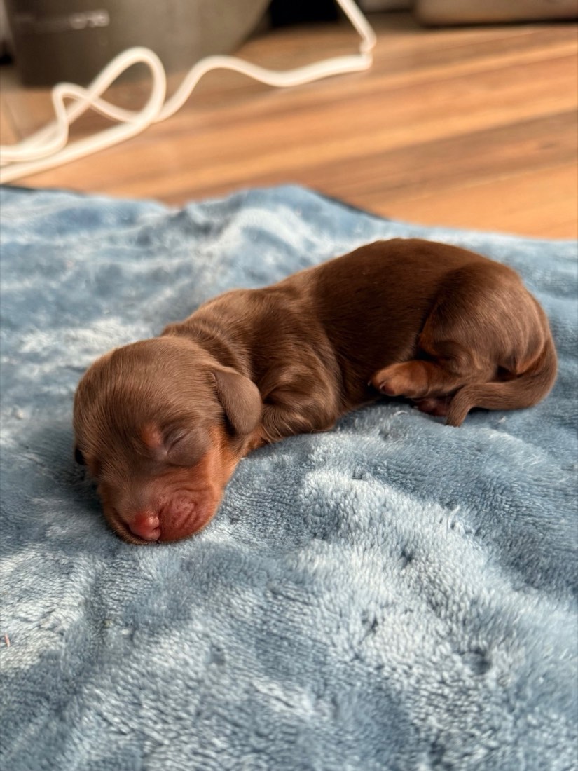 Chewie, photo 2