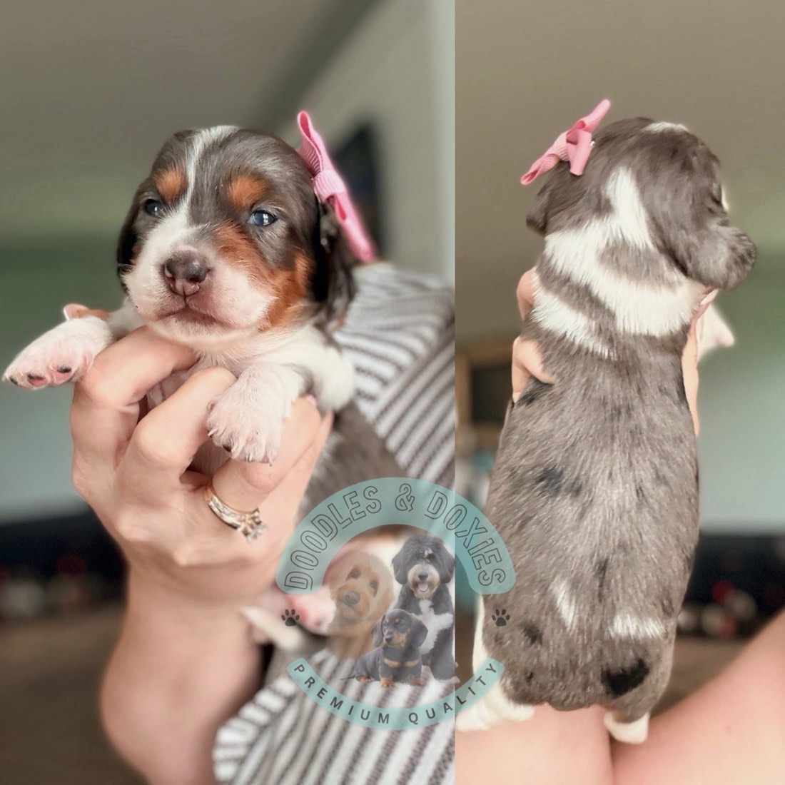 Leia, Mini Dachshunds