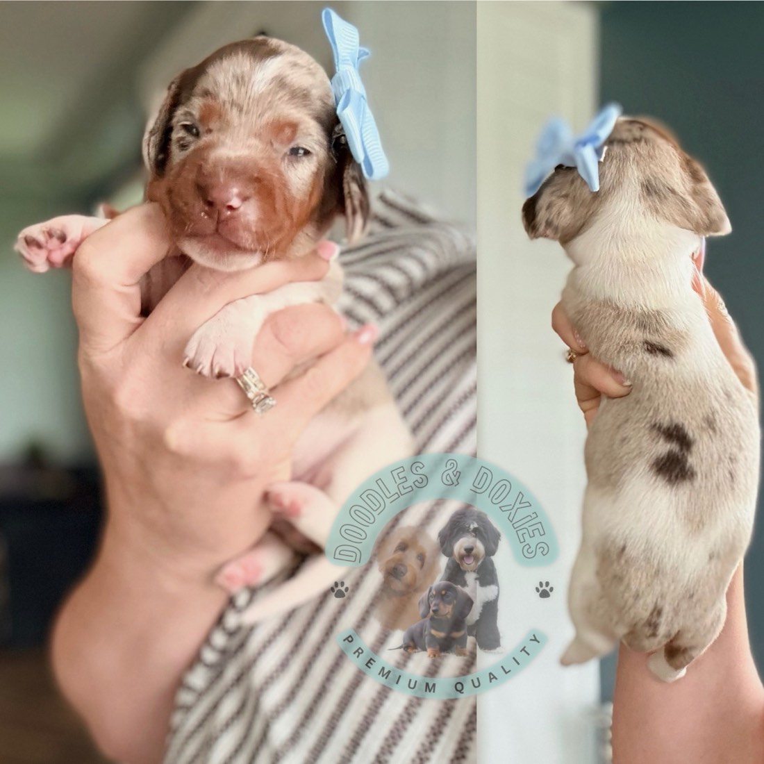 Penny + Pickles litter