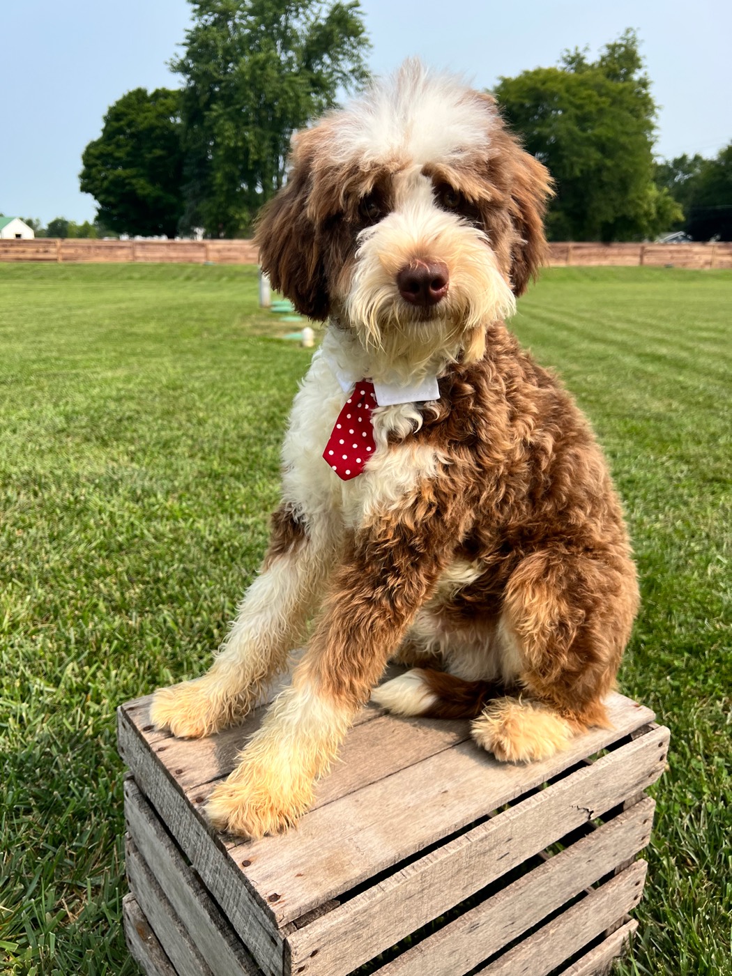 A Doodles & Doxies Sheepadoodle puppy with a black and white teddy bear coat