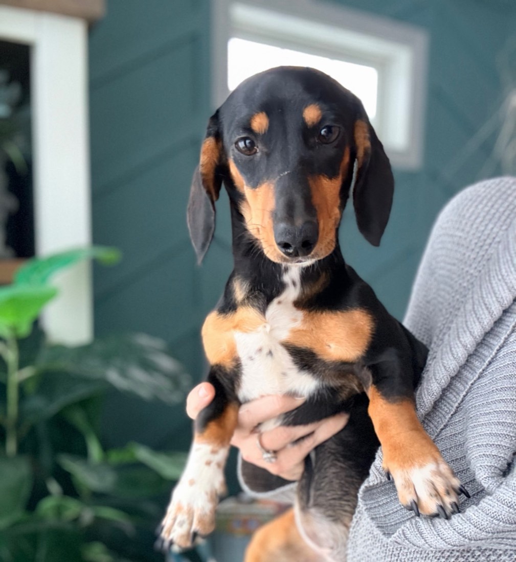 Socks + Pickles upcoming litter