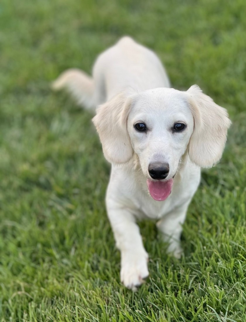 Luna + Oscar upcoming litter