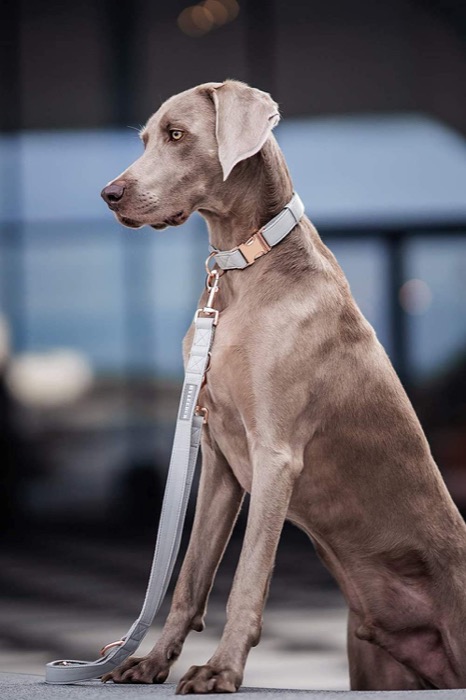 Collar & Leash Set
