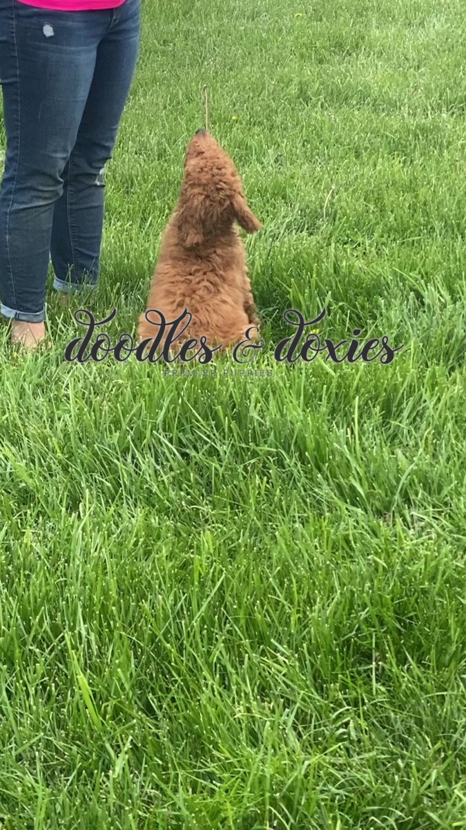 Puppy preschool training