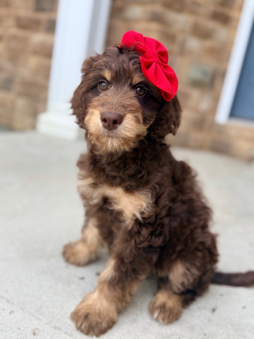 Reese + Wally litter