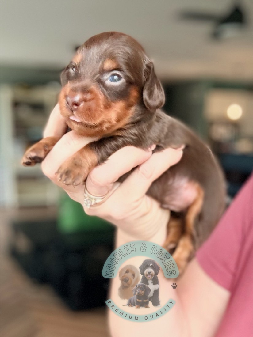 Churro, Mini Dachshunds