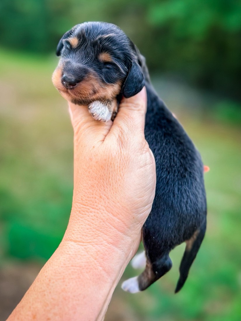 Donatello, Mini Dachshunds