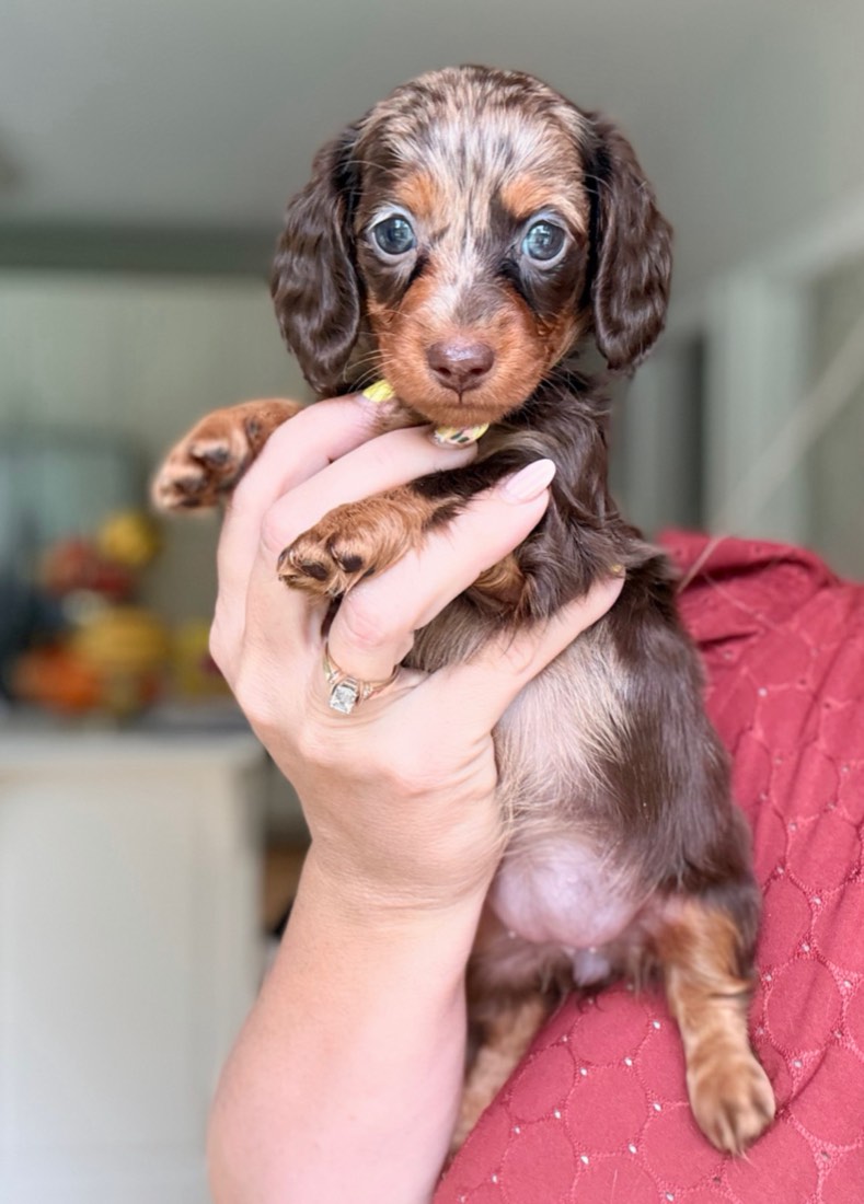 Phoebe