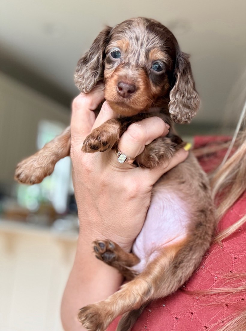 Piper
