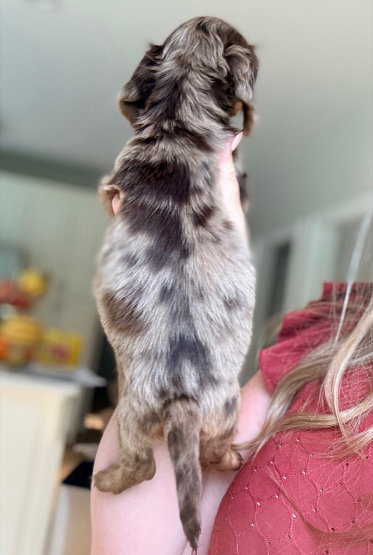 Piper, photo 2