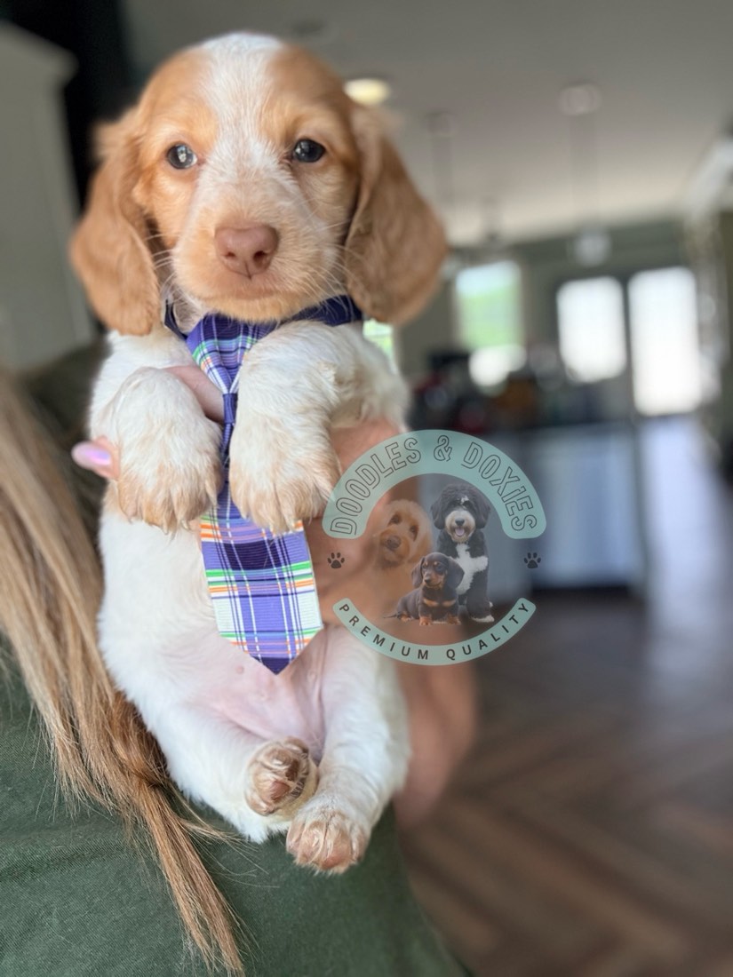 Summer + Oscar litter