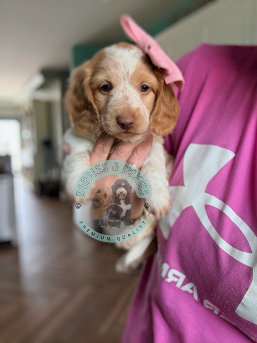 Ariel, Mini Dachshunds