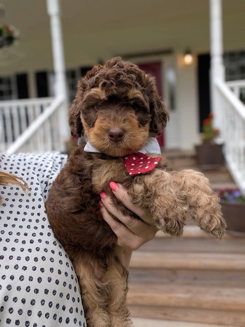 Willow + Wally litter